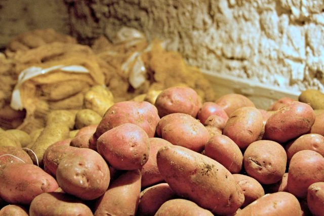 Nejlepším místem pro skladování brambor je sklep,  kde je vlhko a nízká teplota | foto: Jaroslav Hoření,  Český rozhlas