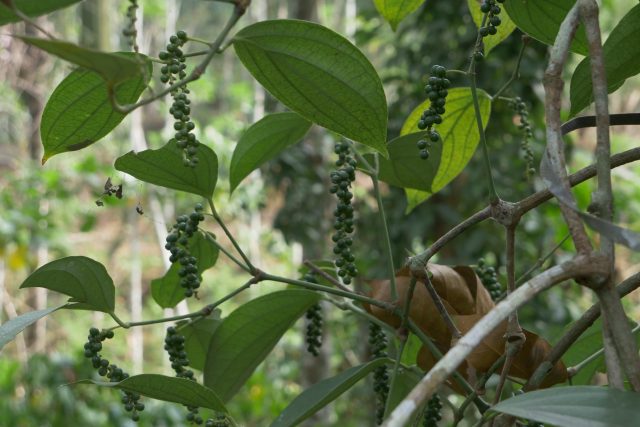 Jednotlivé typy pepře vznikají různým způsobem sklizně a následného zpracování plodu pepřovníku | foto: Fairtrade Česko a Slovensko