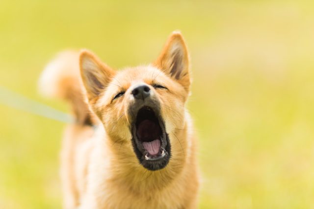 V době covidové přibylo nejvíce stížností na štěkání psa | foto: Unsplash