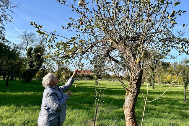 Historické zámecké sady kolem zámku v Holešově na Kroměřížsku,  o starých odrůdách jablek se zahradnicí Vlastou Čablovou | foto: Blanka Kovandová,  Český rozhlas