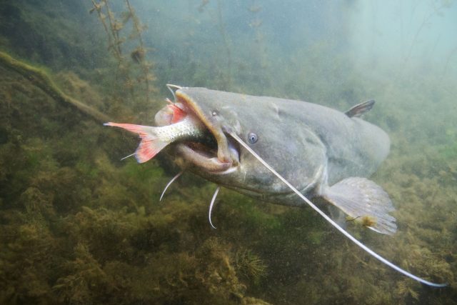 Sumec velký | foto: Shutterstock