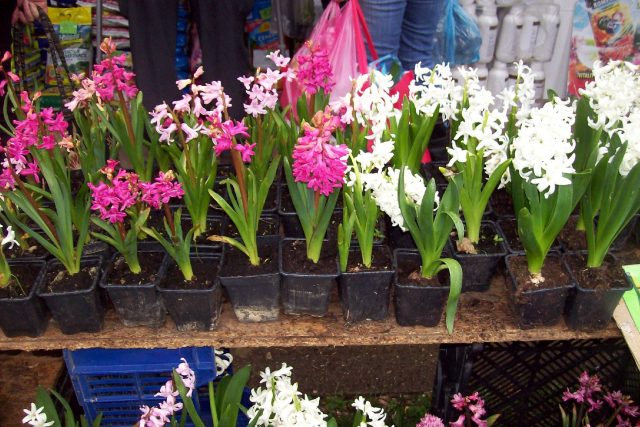 Hyacinty v zahradnictví | foto: Stanislava Brádlová,  Český rozhlas